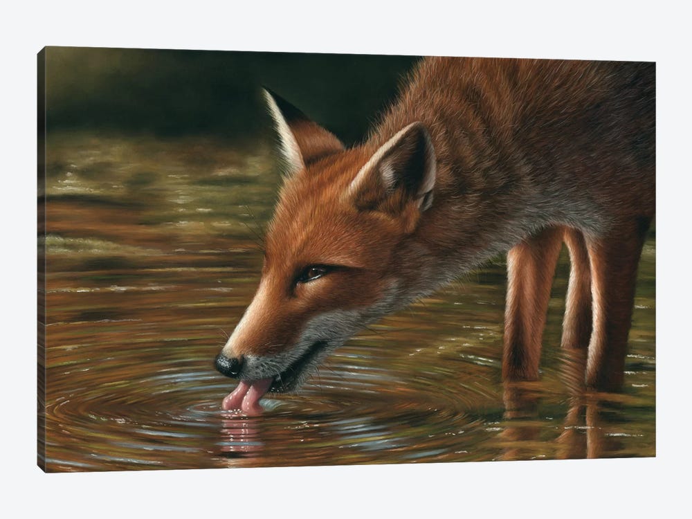 Fox Drinking by Richard Macwee 1-piece Canvas Art Print