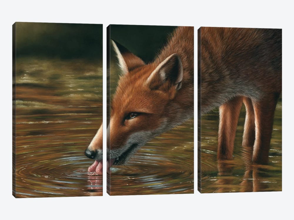 Fox Drinking by Richard Macwee 3-piece Canvas Print