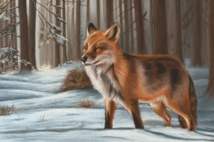 Fox In Snow