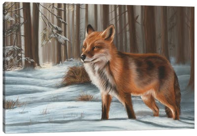 Fox In Snow Canvas Art Print - Richard Macwee