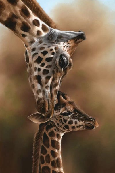 Fine Art Safari: Giraffes by Richard Macwee