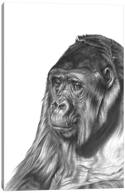Gorilla Canvas Art Print - Richard Macwee