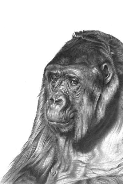 Gorillas: Gorilla by Richard Macwee