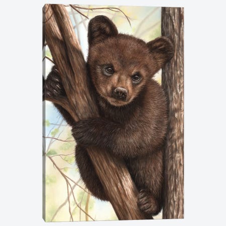 Bear Cub Canvas Print #RMC1} by Richard Macwee Art Print