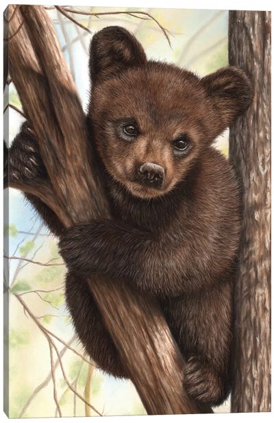 Bear Cub Canvas Art Print - Richard Macwee