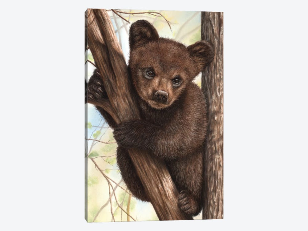 Bear Cub by Richard Macwee 1-piece Canvas Wall Art