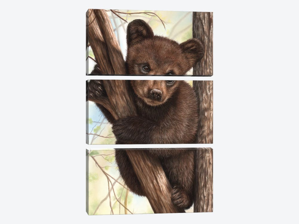Bear Cub by Richard Macwee 3-piece Canvas Art
