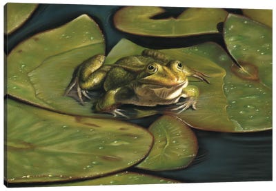 Green Frog Canvas Art Print - Richard Macwee