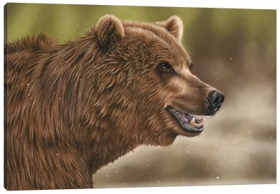 Grizzly Bear Canvas Art Print - Richard Macwee