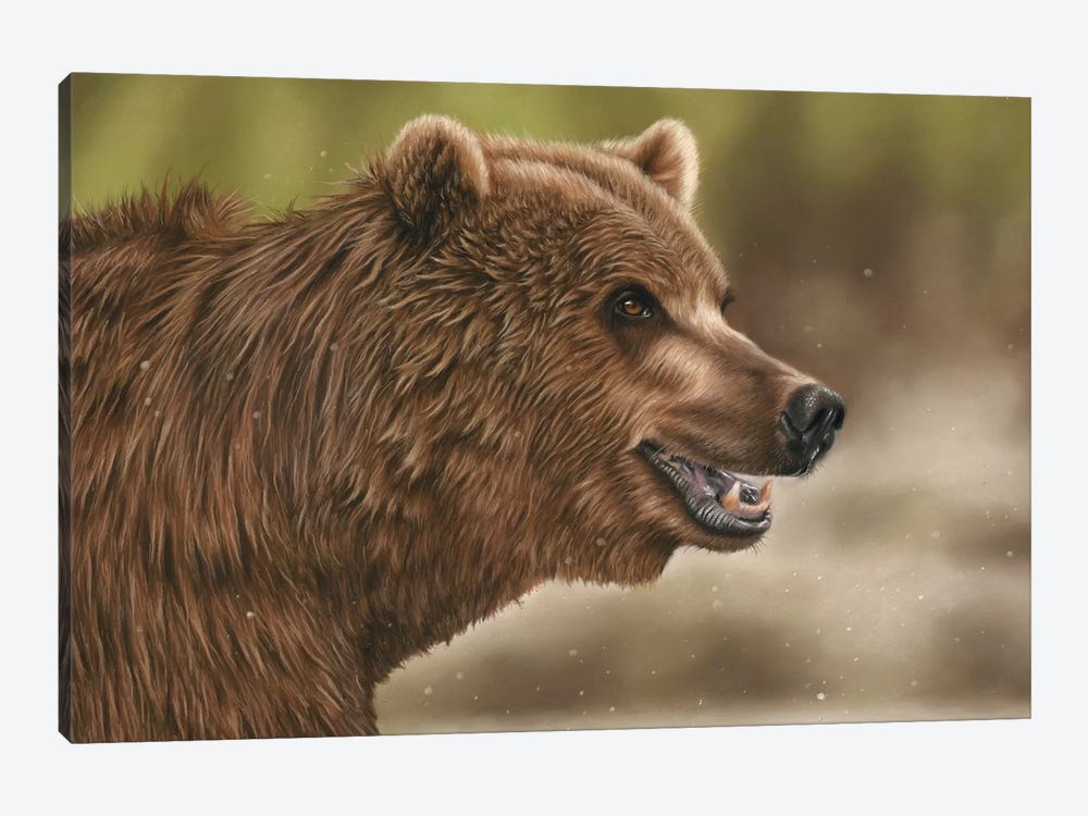 Grizzly Bear by Richard Macwee 1-piece Canvas Print