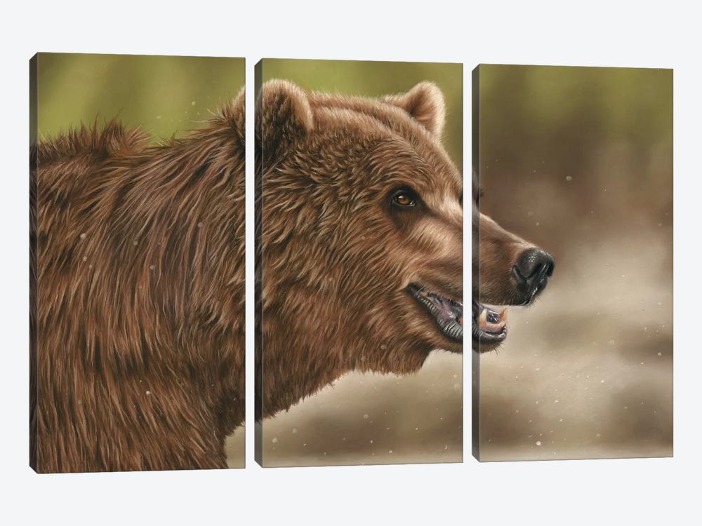 Grizzly Bear by Richard Macwee 3-piece Canvas Art Print