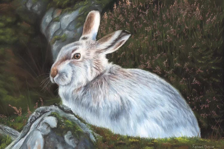 Hare by Richard Macwee wall art