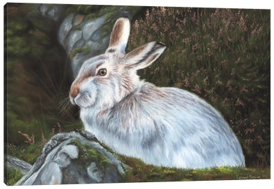 Hare Canvas Art Print - Richard Macwee