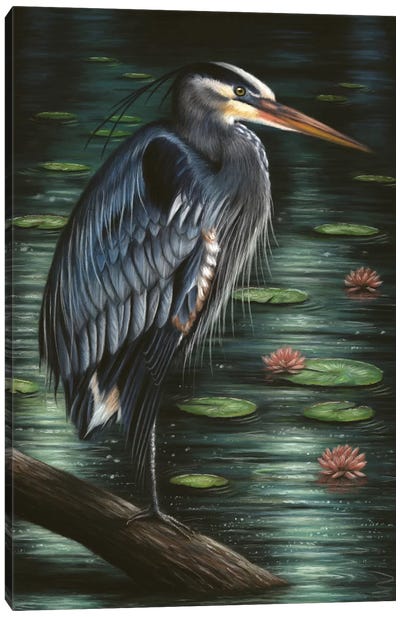 Heron Canvas Art Print - Richard Macwee