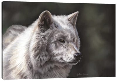 Hudson Bay Wolf Canvas Art Print - Richard Macwee
