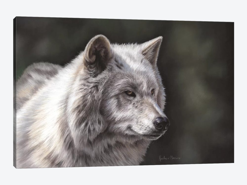 Hudson Bay Wolf by Richard Macwee 1-piece Canvas Wall Art