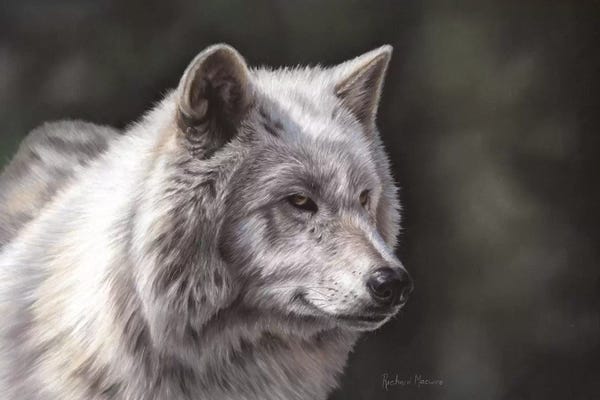 Richard Macwee: Hudson Bay Wolf by Richard Macwee