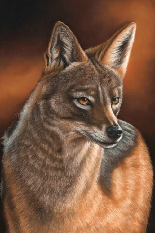 Jackal by Richard Macwee wall art