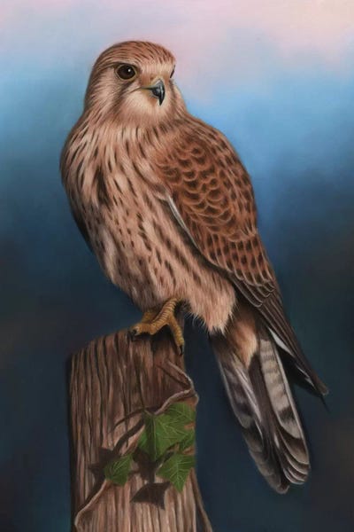 Richard Macwee: Kestrel by Richard Macwee