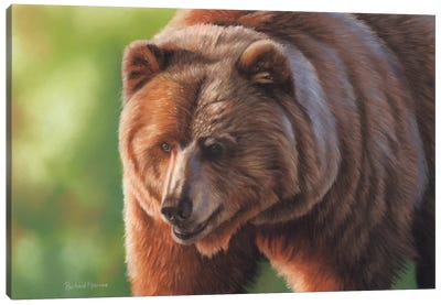Kodiak Bear Canvas Art Print - Richard Macwee