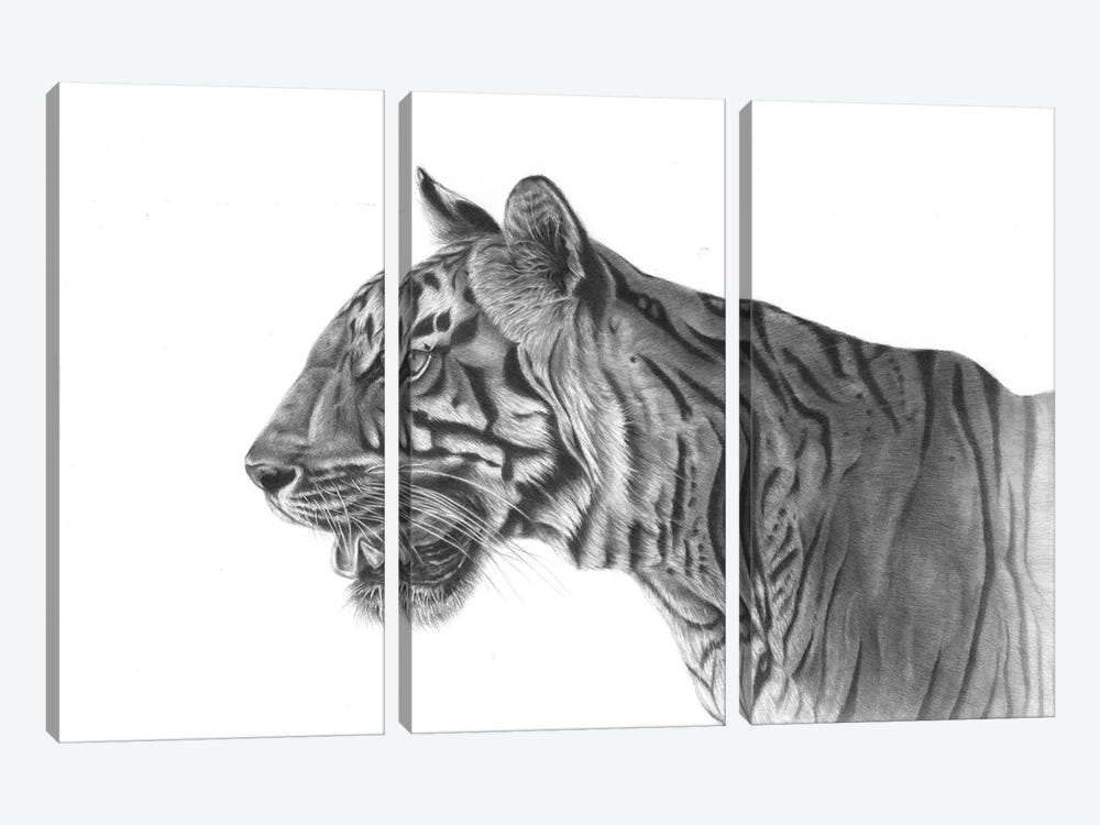 Bengal Tiger by Richard Macwee 3-piece Art Print