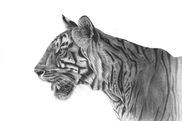 Richard Macwee: Bengal Tiger by Richard Macwee