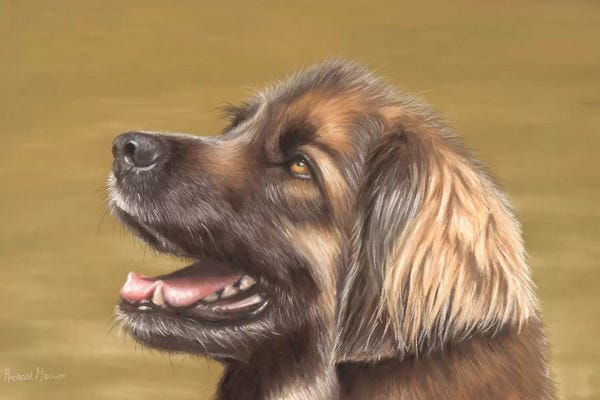Richard Macwee: Leonberger by Richard Macwee