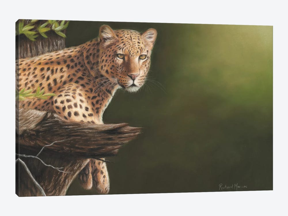 Leopard by Richard Macwee 1-piece Canvas Art
