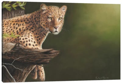 Leopard Canvas Art Print - Richard Macwee