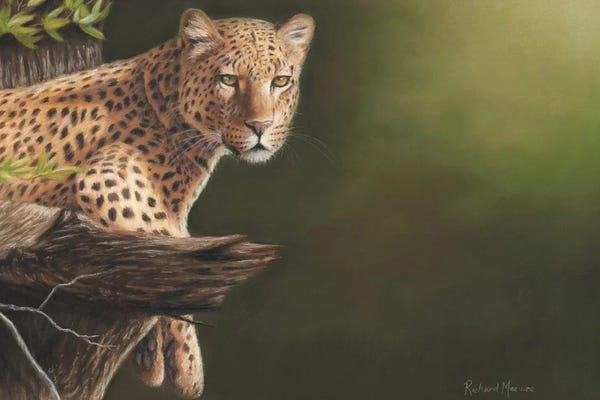 Richard Macwee: Leopard by Richard Macwee