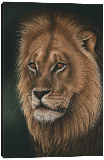 Lion Portrait Canvas Art Print - Richard Macwee