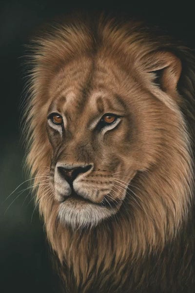 Lions: Lion Portrait by Richard Macwee