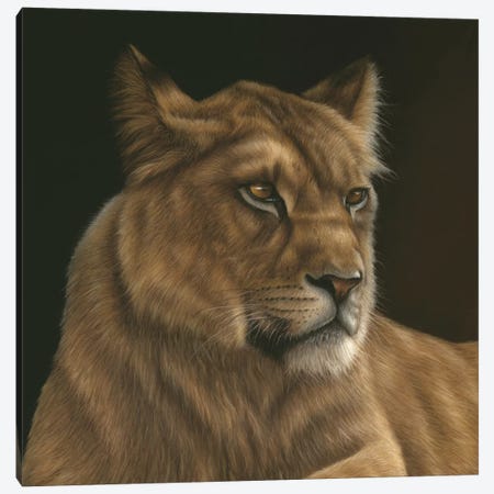 Lioness Canvas Print #RMC34} by Richard Macwee Art Print