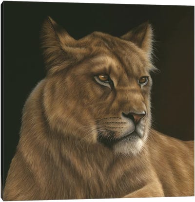 Lioness Canvas Art Print - Richard Macwee