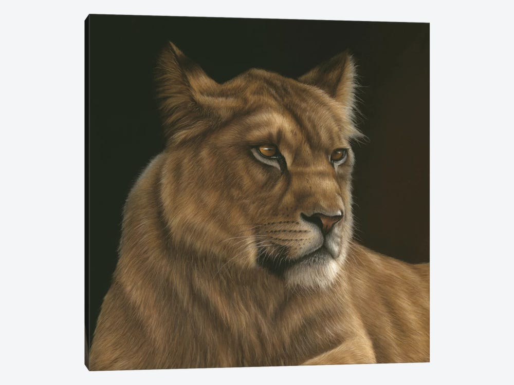 Lioness by Richard Macwee 1-piece Canvas Print