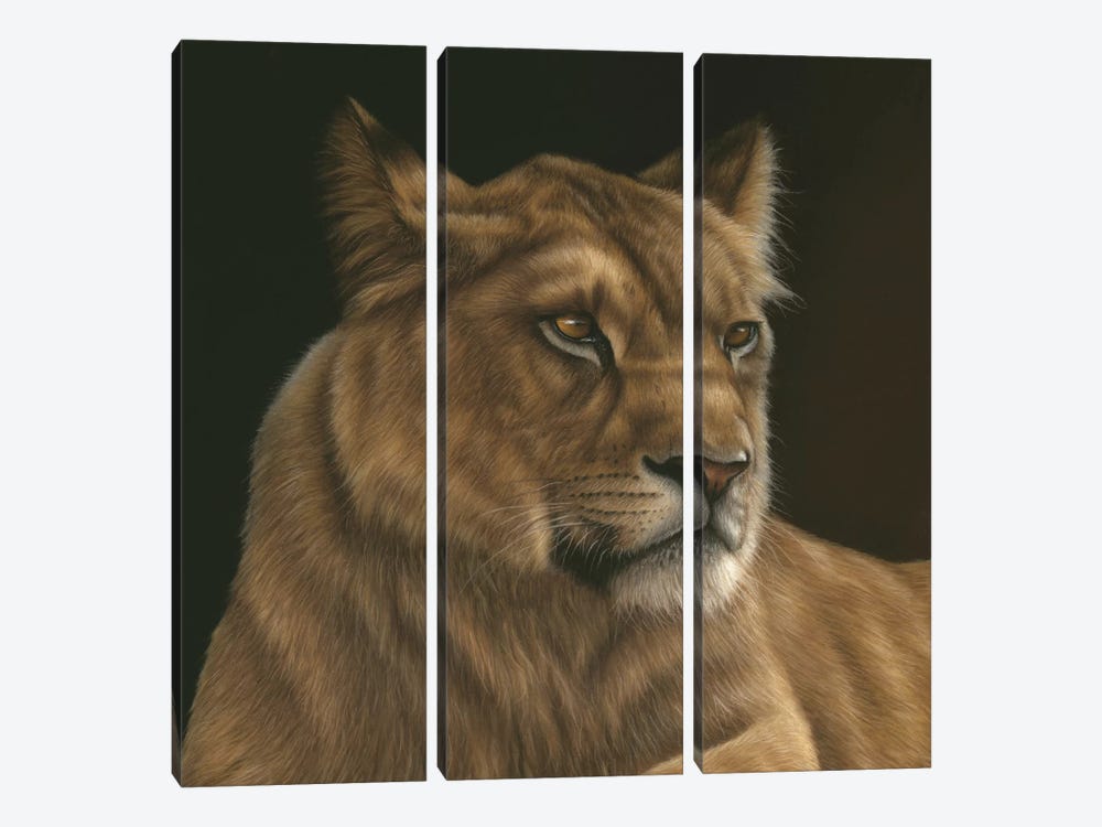Lioness by Richard Macwee 3-piece Art Print