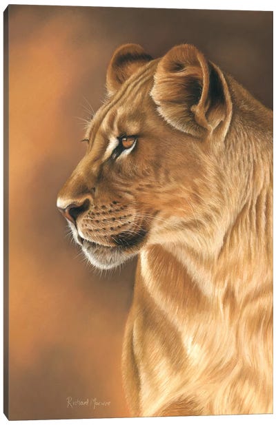 Lioness Portrait Canvas Art Print - Richard Macwee