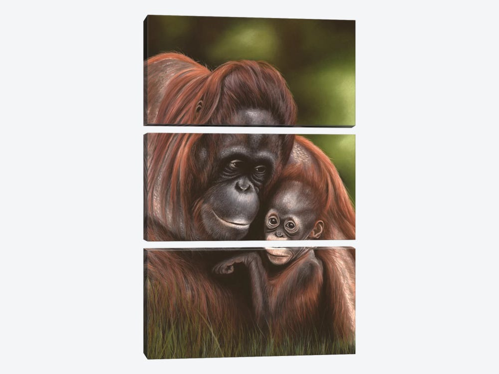 Orangutan by Richard Macwee 3-piece Art Print
