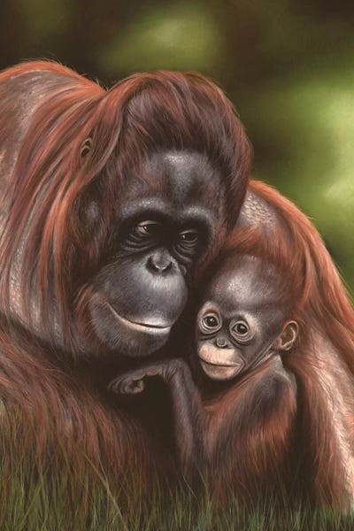 Orangutans: Orangutan by Richard Macwee