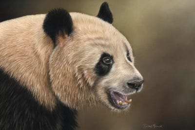 Panda by Richard Macwee framed canvas print
