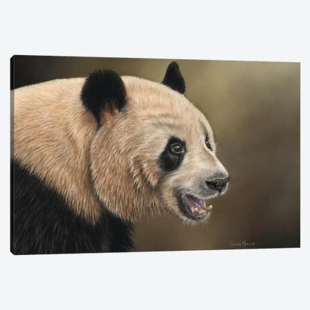 Panda Canvas Print #RMC37} by Richard Macwee Canvas Art Print