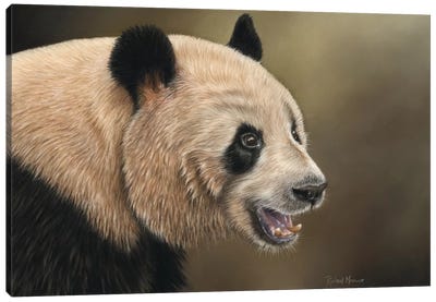 Panda Canvas Art Print - Richard Macwee