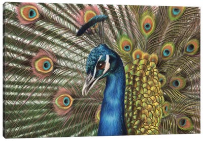 Peacock Canvas Art Print - Richard Macwee