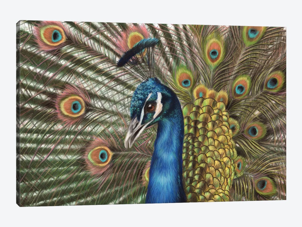 Peacock by Richard Macwee 1-piece Canvas Print