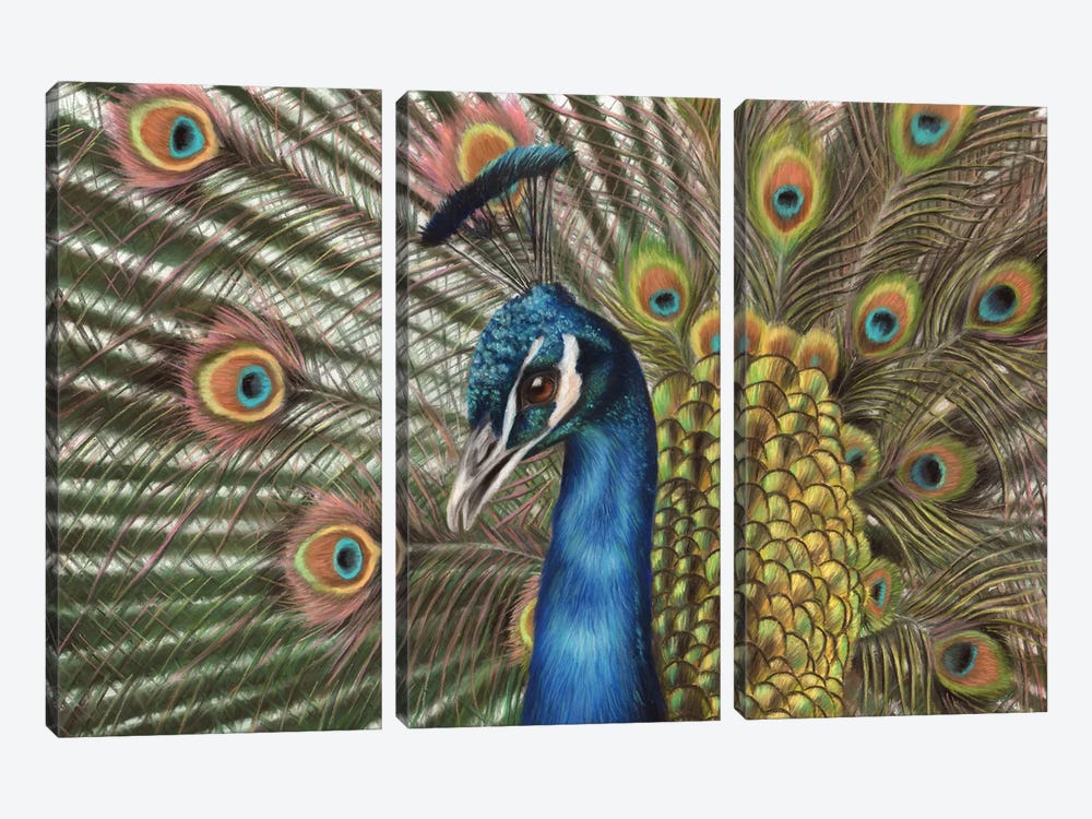 Peacock by Richard Macwee 3-piece Canvas Print