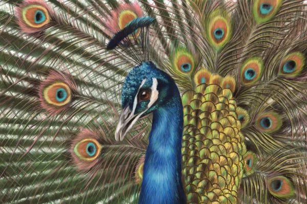 Richard Macwee: Peacock by Richard Macwee