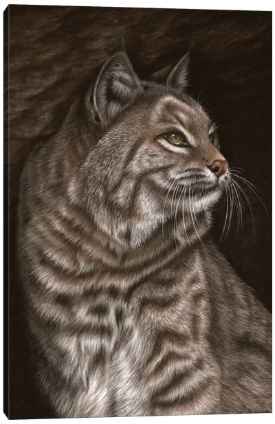 Bobcat Canvas Art Print - Richard Macwee