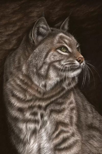 Richard Macwee: Bobcat by Richard Macwee