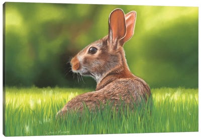 Rabbit Canvas Art Print - Richard Macwee
