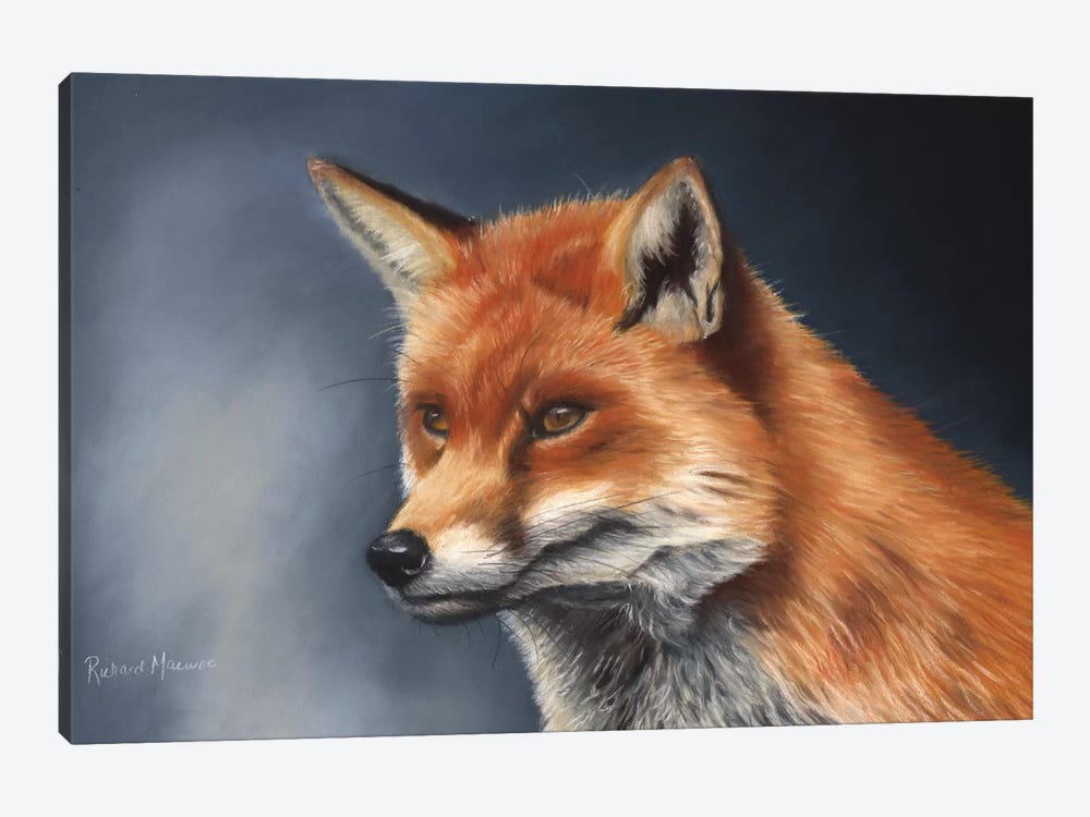 Red Fox by Richard Macwee 1-piece Canvas Art Print